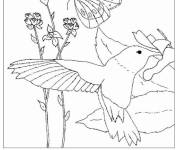 Coloriage Colibri &agrave; &eacute;tudier