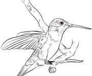 Coloriage Colibri &agrave; gorge noire r&eacute;aliste