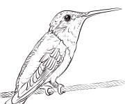 Coloriage Colibri &agrave; gorge rubis