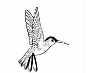Coloriage Colibri &agrave; gorge rubis en vecteur