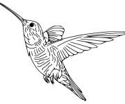 Coloriage Colibri &agrave; gorge rubis gratuit