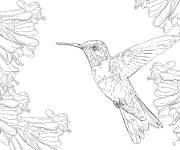 Coloriage Colibri &agrave; gorge rubis HD