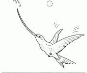Coloriage Colibri &agrave; gorge rubis sur la plage