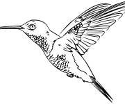 Coloriage et dessins gratuit Colibri &agrave; gorge rubis tr&egrave;s rapide à imprimer