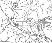 Coloriage Colibri &agrave; l'aube