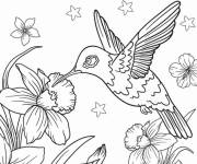 Coloriage Colibri &agrave; la recherche de nectar en fleurs