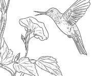 Coloriage Colibri &agrave; vrilles enroul&eacute;es
