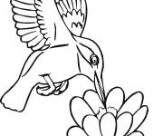 Coloriage Colibri abeille buvant du nectre