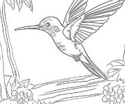 Coloriage Colibri acrobate a&eacute;rien