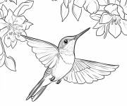 Coloriage Colibri adulte entour&eacute; de fleur