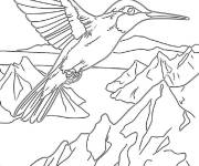 Coloriage colibri alpin