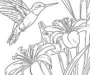 Coloriage Colibri amoureux des lys