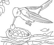 Coloriage Colibri attentionn&eacute;