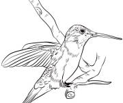 Coloriage Colibri atterri
