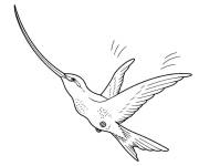 Coloriage Colibri au bec long