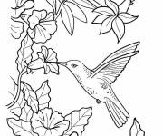 Coloriage Colibri au boisson