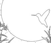 Coloriage Colibri au clair de lune