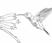 Coloriage Colibri au crayon