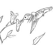 Coloriage Colibri au nectre pour enfants