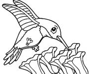 Coloriage Colibri au regard mignon