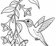 Coloriage Colibri avec fleurs &agrave; &eacute;tudier