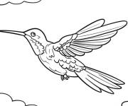 Coloriage Colibri avec un long bec et des plumes
