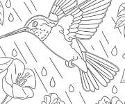 Coloriage Colibri bruine