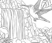 Coloriage Colibri brumeux