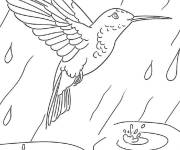 Coloriage Colibri brumeux sous la pluie