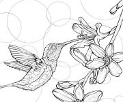 Coloriage colibri buvant de nocturne &agrave; motif en cercle