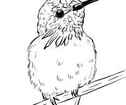 Coloriage Colibri calliope