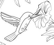 Coloriage Colibri cherche de la nourriture