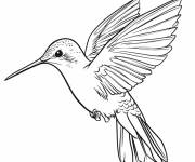 Coloriage Colibri coloriable