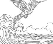 Coloriage Colibri c&ocirc;tier