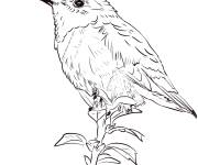 Coloriage Colibri d'Allen