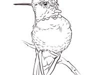 Coloriage Colibri d'Anna d&eacute;taill&eacute;