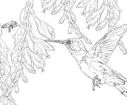 Coloriage Colibri d'Elena
