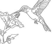 Coloriage Colibri d'hibiscus en vecteur