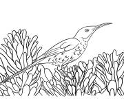 Coloriage Colibri dans la nature