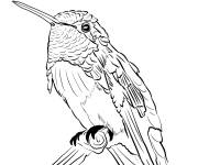 Coloriage Colibri de Costa