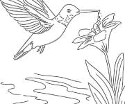 Coloriage Colibri de jardin majestique