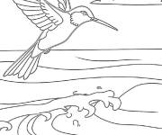 Coloriage Colibri de l'oc&eacute;an