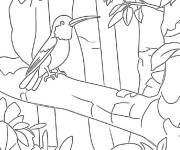 Coloriage Colibri de la canop&eacute;e
