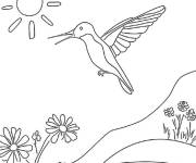 Coloriage Colibri de lumi&egrave;re du jour