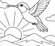 Coloriage Colibri de montagne