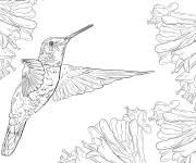 Coloriage Colibri de Rivoli