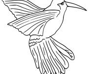 Coloriage Colibri de Xantus facile