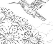 Coloriage Colibri des champs en ligne