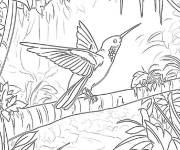 Coloriage Colibri des forets adorables