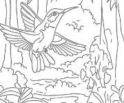 Coloriage Colibri des for&ecirc;ts vertes